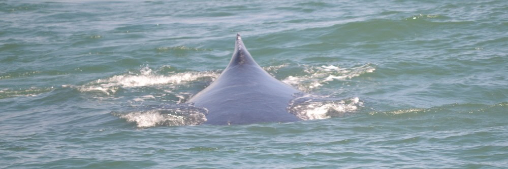 Observação de baleias, Salvador e Camaçari