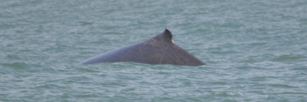 Observação de baleias, Salvador e Camaçari
